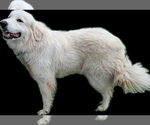 Small #6 Great Pyrenees