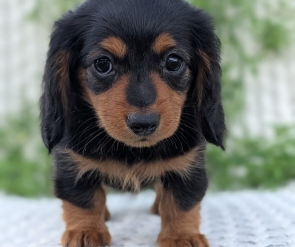 Medium Photo #9 Dachshund Puppy For Sale in GOSHEN, IN, USA