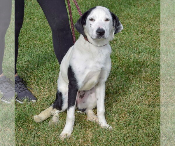 Medium Photo #3 American Staffordshire Terrier-Unknown Mix Puppy For Sale in Huntley, IL, USA