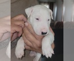 Small #2 Bull Terrier