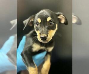 Chihuahua-Unknown Mix Dogs for adoption in Visalia, CA, USA