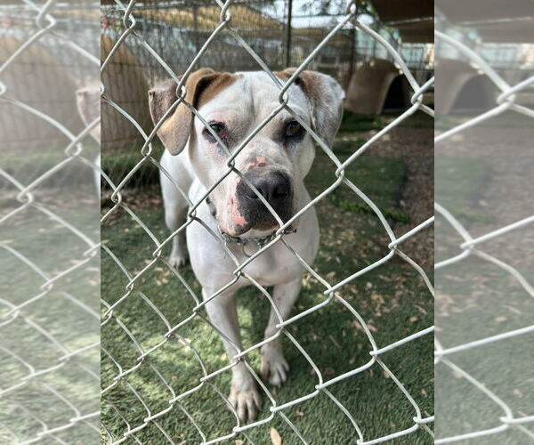 Medium Photo #2 Bulloxer Puppy For Sale in Lake Forest, CA, USA