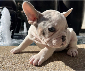 French Bulldog Puppy for sale in CONYERS, GA, USA