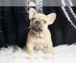 Puppy Pumpkin AKC French Bulldog