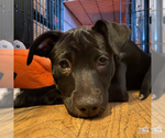 Small #7 Labrador Retriever Mix