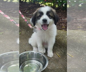 Anatolian Pyrenees Dogs for adoption in Holly Springs, NC, USA
