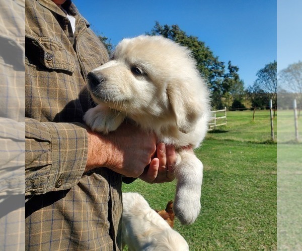 Medium Photo #4 Great Pyrenees Puppy For Sale in AGRA, OK, USA