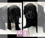 Small Photo #1 Bernedoodle Puppy For Sale in CHERRY LOG, GA, USA