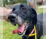 Small #3 Great Dane-Poodle (Standard) Mix