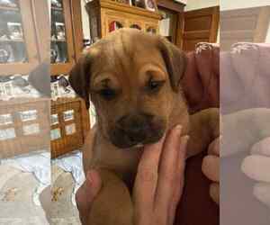 Theodore - Male Boxer-Unknown Mix Dog for Adoption - Photo #9