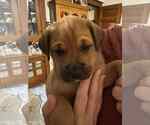 Small #8 Boxer Mix