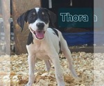 Thora- one of 3 playful sisters - Female Rat Terrier-Unknown Mix Dog for Adoption - Small photo