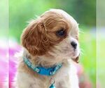 Small #2 Cavalier King Charles Spaniel