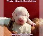 Small #23 Dogo Argentino