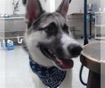 Small German Shepherd Dog-Siberian Husky Mix