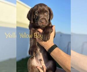 Labrador Retriever Puppy for sale in WESLEY CHAPEL, FL, USA