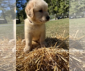 Golden Retriever Puppy for Sale in NEOLA, West Virginia USA