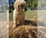Image preview for Ad Listing. Nickname: AKC Ready to Go
