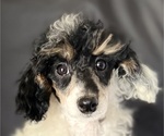 Puppy 1 Poodle (Miniature)