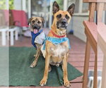 Small #8 German Shepherd Dog Mix