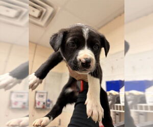 Mutt Dogs for adoption in Oklahoma City, OK, USA