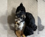 Small #7 Yorkipoo