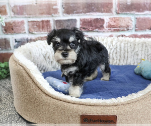 Schnauzer (Miniature) Puppy for sale in SYRACUSE, IN, USA