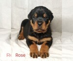 Puppy Rose Rottweiler