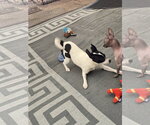 Small #2 Chihuahua