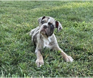 Olde English Bulldogge Puppy for Sale in FRANKLIN, Indiana USA