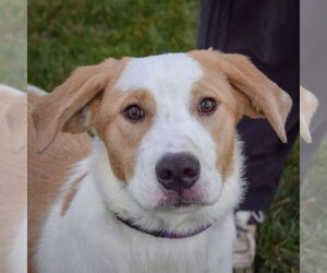 Great Pyrenees-Unknown Mix Dogs for adoption in Huntley, IL, USA