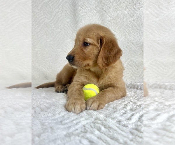 Medium Photo #9 Golden Retriever Puppy For Sale in GREENFIELD, IN, USA