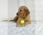 Small Photo #9 Golden Retriever Puppy For Sale in GREENFIELD, IN, USA