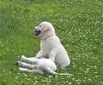 Small Photo #12 English Cream Golden Retriever Puppy For Sale in BELLWOOD, PA, USA