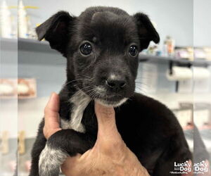 Labrador Retriever-Unknown Mix Dogs for adoption in Washington, DC, USA