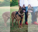 Small Photo #4 Malinois Puppy For Sale in AFTON, VA, USA