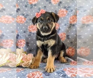 German Shepherd Dog Puppy for sale in LINCOLN UNIVERSITY, PA, USA
