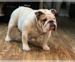 Mother of the Bulldog puppies born on 07/29/2019