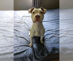 Small #31 American Staffordshire Terrier-Labrador Retriever Mix