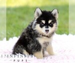 Small #4 Pomsky