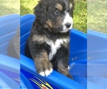 Small Photo #15 Bernedoodle Puppy For Sale in STEWARTSVILLE, NJ, USA