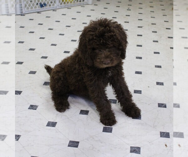 Medium Photo #1 Newfoundland-Poodle (Standard) Mix Puppy For Sale in CHANUTE, KS, USA