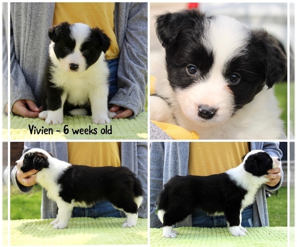 Medium Photo #4 Border Collie Puppy For Sale in BRYANTOWN, MD, USA