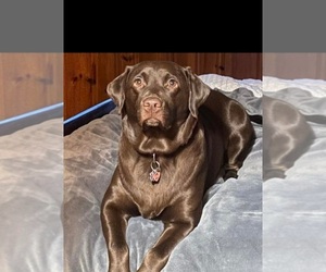 Mother of the Labrador Retriever puppies born on 03/18/2025