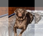 Small Photo #1 Labrador Retriever Puppy For Sale in LEHIGH ACRES, FL, USA