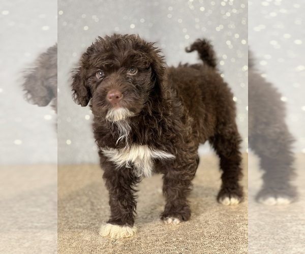 View Ad Portuguese Water Dog Litter of Puppies for Sale near New York