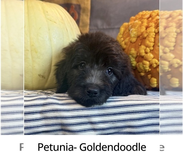 Medium Photo #6 Goldendoodle Puppy For Sale in OCALA, FL, USA