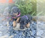 Small Photo #6 Doberman Pinscher Puppy For Sale in JACKSON CENTER, OH, USA