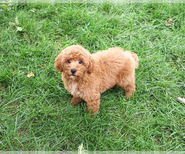 Medium Photo #7 Goldendoodle mix (+ Poodle Standard) Puppy For Sale in SYRACUSE, IN, USA