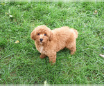 Denny - Male Goldendoodle mix (+ Poodle Standard) Puppy for Sale - Photo #7